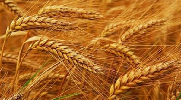 میزان تولید گندم در اندیمشک به ۸۰ هزار تن رسید