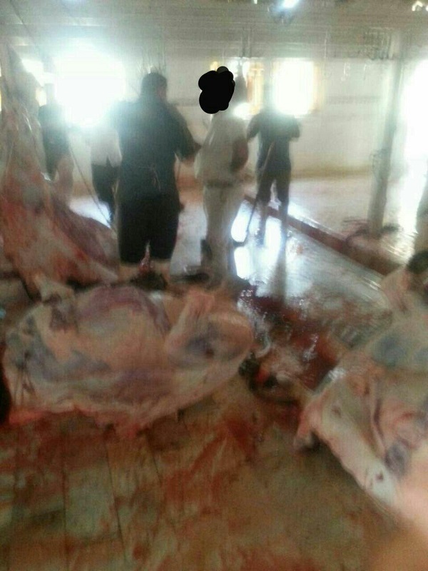 لطفا برای سلامت شهروندان سریعا اقدام کنید/کشتار گوشت در استان باز هم حاشیه ساز شد