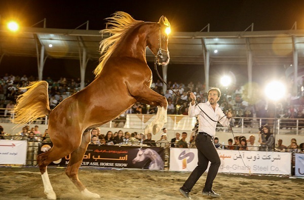 افتخارآفرینی خوزستانی‌ها در مسابقات زیبایی اسب اصیل کشور