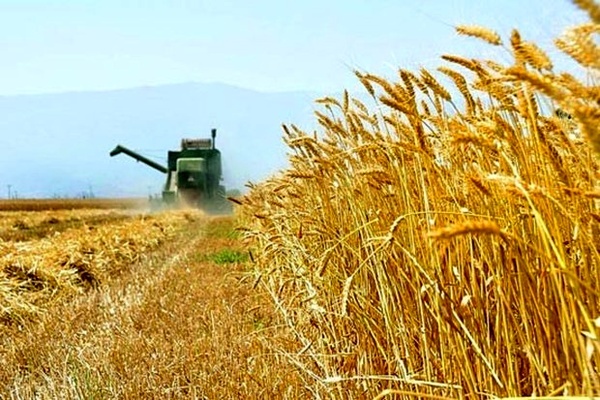 خرید تضمینی بیش از 10 هزار تن گندم از کشاورزان استان قزوین