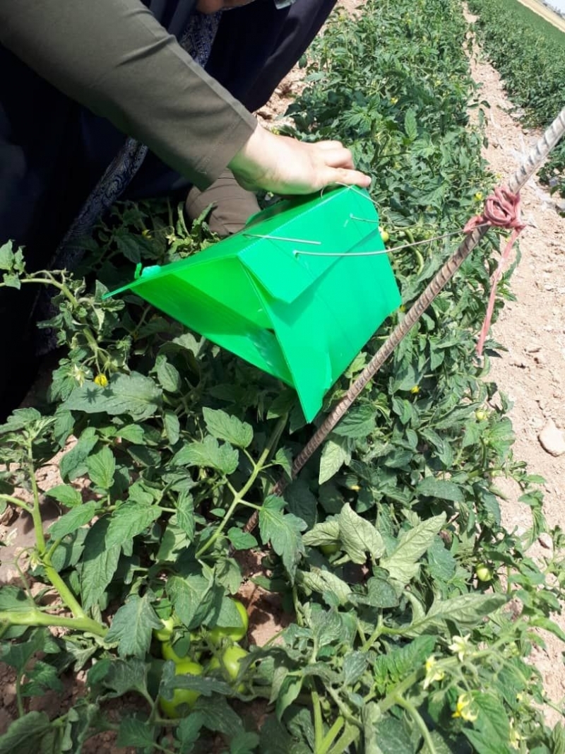 اجرا طرح ردیابی آفات با تله های فرمونی در شهرستان بویین زهرا