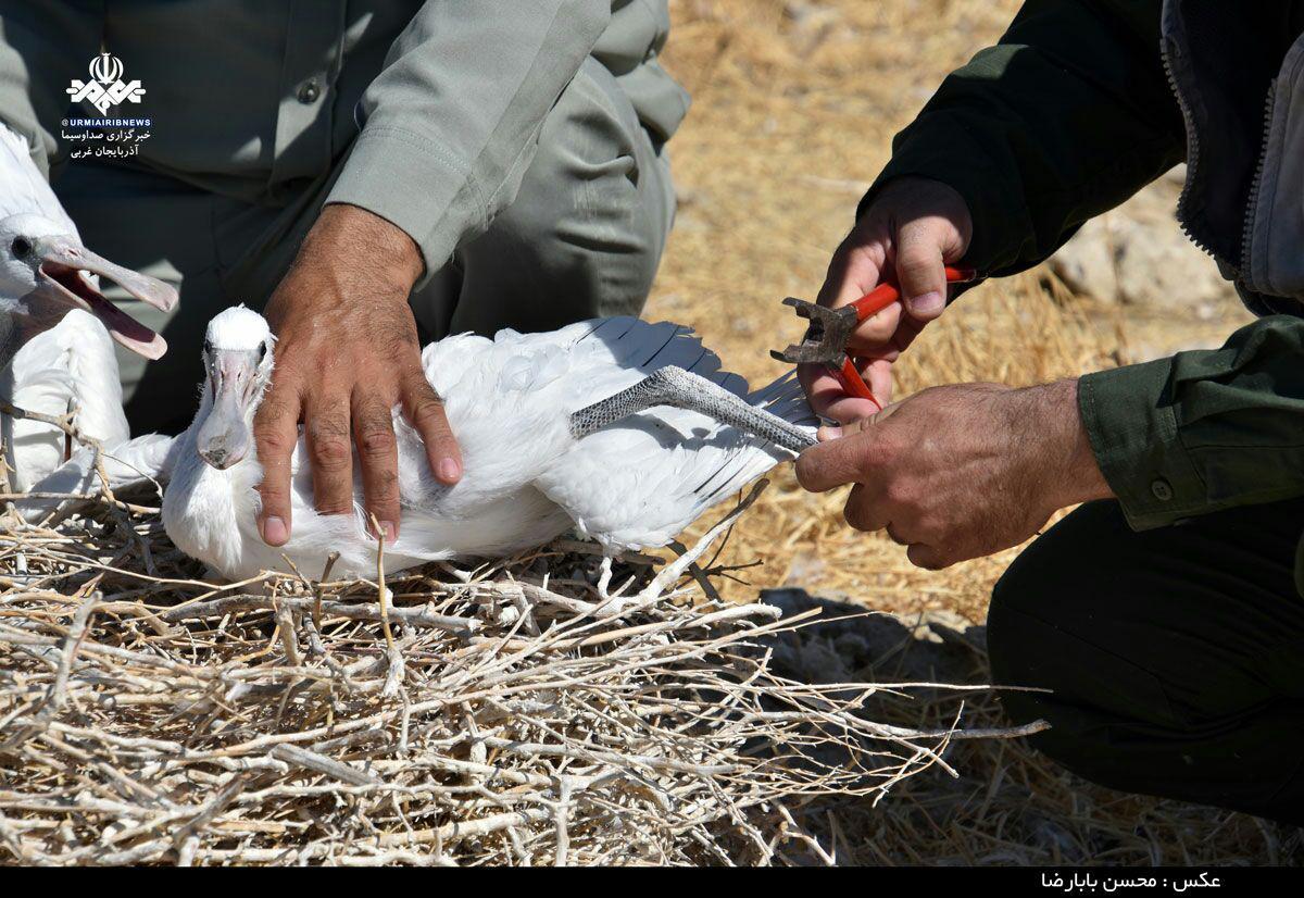 افزایش سه برابری جمعیت پرندگان دریاچه ارومیه