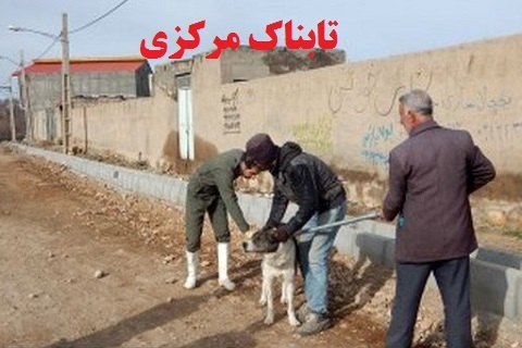ایمن سازی ۵۴۳۸ قلاده سگ گله در استان مرکزی