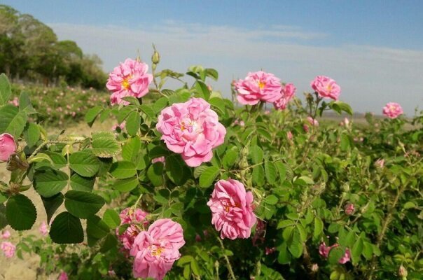 آغاز برداشت گل محمدی ازسطح ۹۶ هکتار از مزارع کشاورزی قزوین