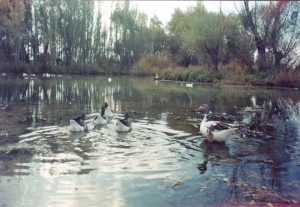 با طبیعت زیبای کزاز چه کردیم با طبیعت زیبای کزاز چه کردیم