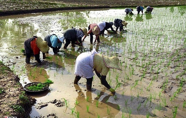 ممنوعیت کشت برنج در خوزستان 40 هزار نفر را بیکار می‌کند