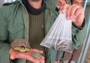 خرید و فروش حیات وحش درایام نوروز در قزوین ممنوع است خرید و فروش حیات وحش درایام نوروز در قزوین ممنوع است