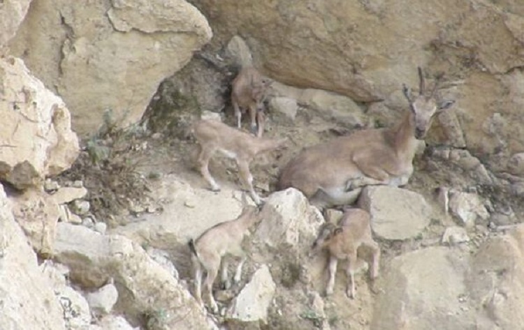 پدیده نادر چهارقلویی زایی کل و بز در خائیط + تصویر پدیده نادر چهارقلویی زایی کل و بز در خائیط + تصویر