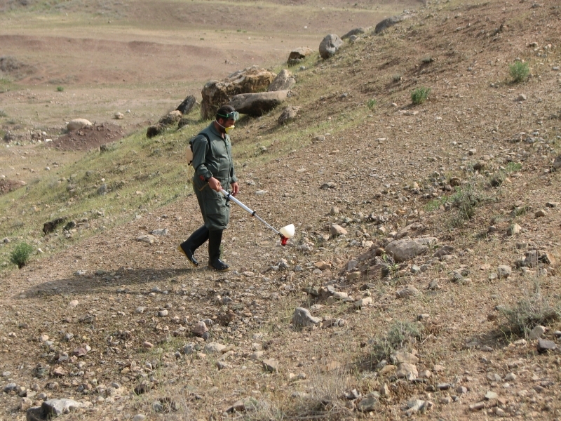 مبارزه با کانون های ملخ درسطح 155 هکتار از ارضای کشاورزی استان قزوین