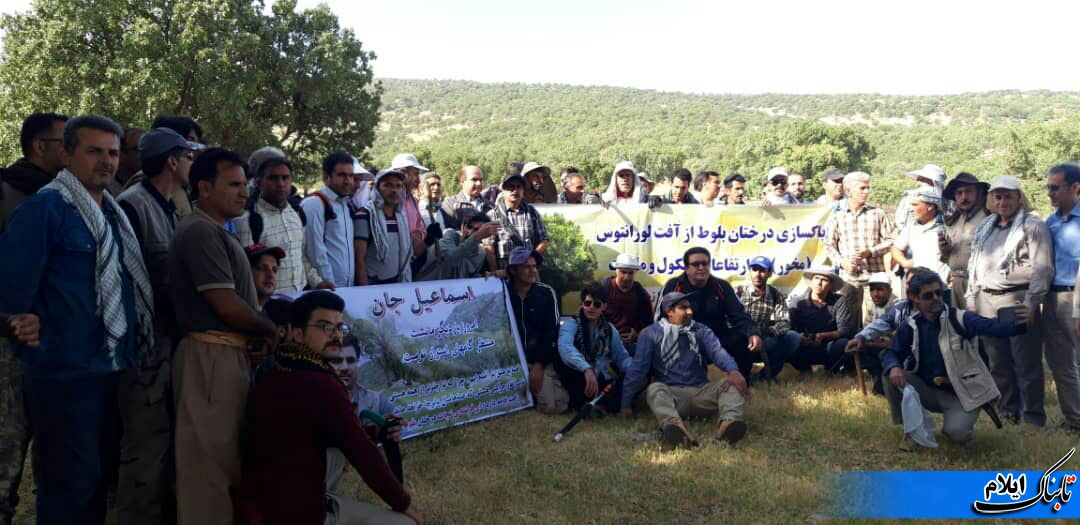 اقدام خودجوش مردم سیروان برای مبارزه با گیاه لورانتوس