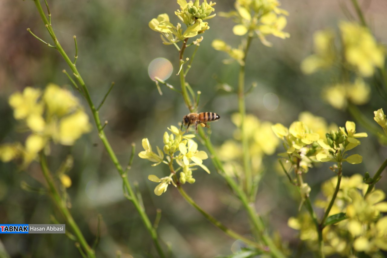 تنگ خلیل تنگ خلیل