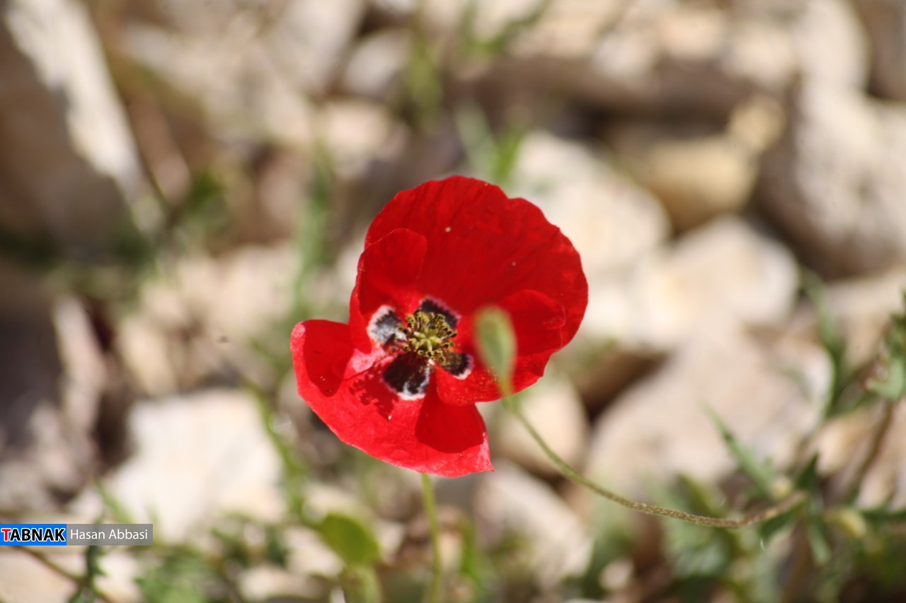 تنگ خلیل تنگ خلیل