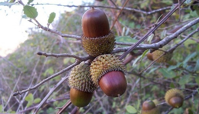 آلودگی ۸۰ هزار هکتار از جنگلهای بلوط کرمانشاه به آفت لورانتوس آلودگی ۸۰ هزار هکتار از جنگلهای بلوط کرمانشاه به آفت لورانتوس