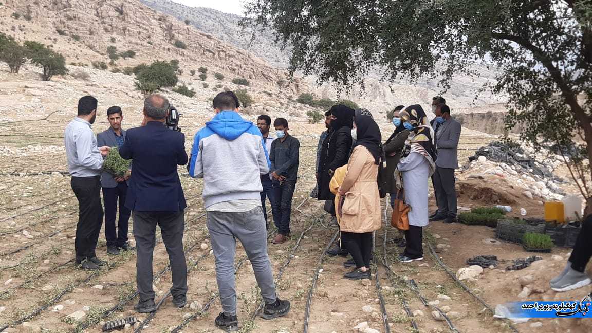 بازدید آموزشی کارشناسان و کشاورزان استان ایلام از مزارع گیاهان دارویی شهرستان لنده+تصاویر بازدید آموزشی کارشناسان و کشاورزان استان ایلام از مزارع گیاهان دارویی شهرستان لنده+تصاویر