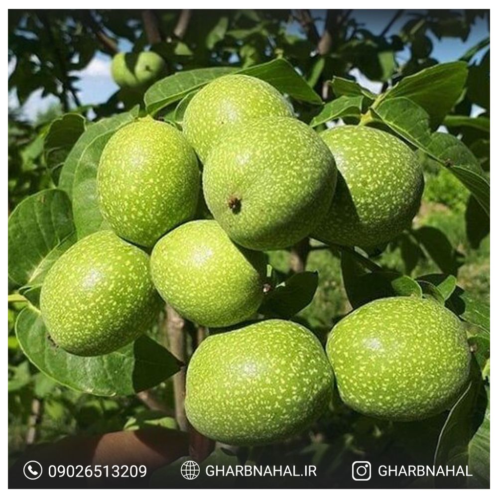 نهال گردو ، انگور و سیب را از نهالستان غرب نهال بخر! نهال گردو ، انگور و سیب را از نهالستان غرب نهال بخر!