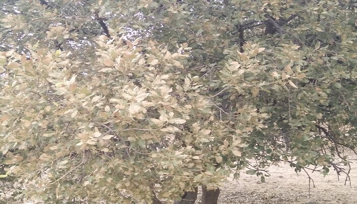 قدرت نابودگری یک حشره! + فیلم