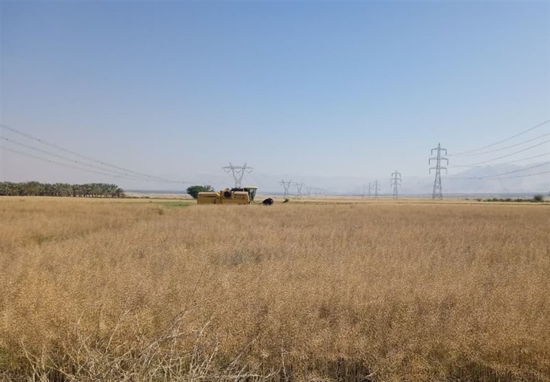 خرید تضمینی بیش از ۲۱۶ هزار تن گندم از گندمکاران استان زنجان