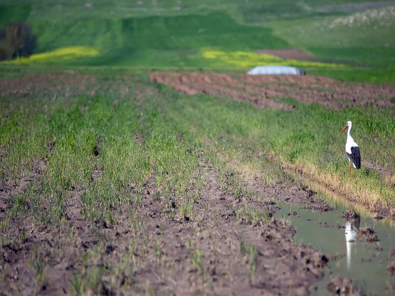 سایت پرنده نگری تالاب هشیلان تا پایان سال به بهره برداری می‌رسد