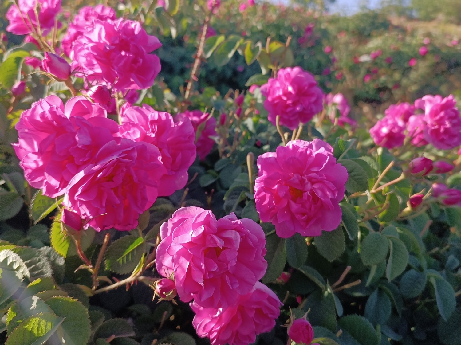 خنکترین منطقه کرمان با شهرت جهانی در عطر و طعم گلاب/لالهزار نامزد شایسته خنکترین منطقه کرمان با شهرت جهانی در عطر و طعم گلاب/لالهزار نامزد شایسته