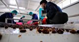 خرما از جنوب، برند از شمال‌غرب؛ چرا آذربایجان‌شرقی رتبه اول فرآوری خرما را دارد؟