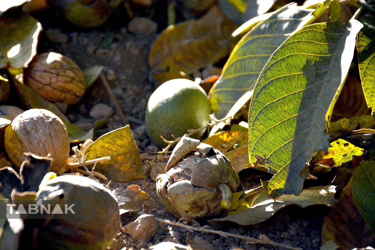 برداشت گردو اصلاح شده با دستگاه مکانیزه برداشت گردو اصلاح شده با دستگاه مکانیزه