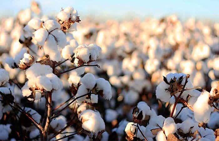 استفاده از دانش هسته‌ای در کشت پنبه؛ تولید دوبرابری در بروجرد و کاهش وابستگی به واردات