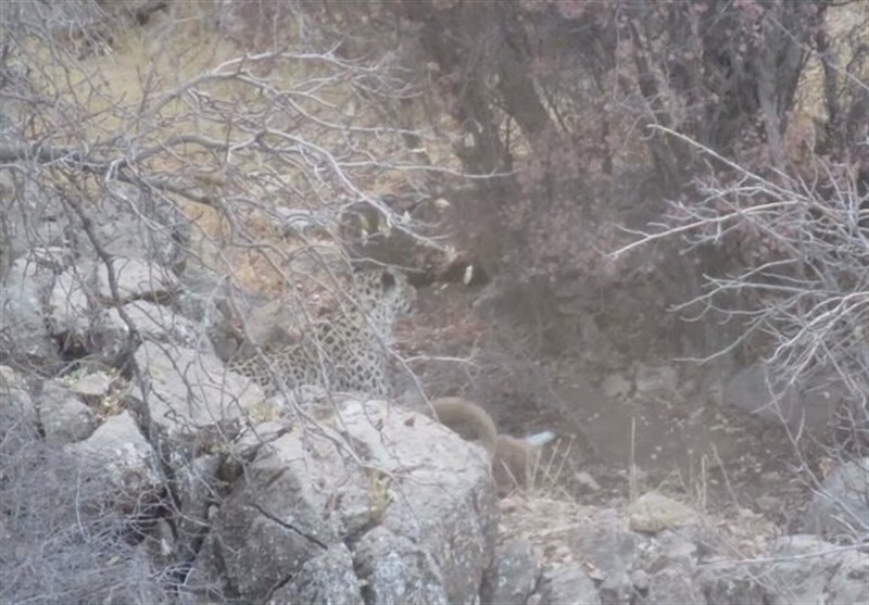 پلنگ ایرانی در‌ باغ شادی خاتم برای نخستین بار مشاهده شد