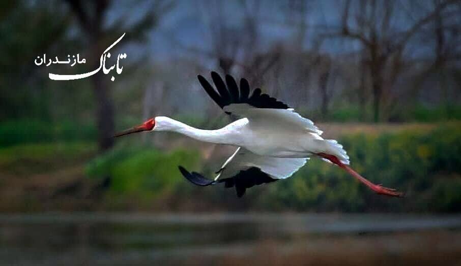 سومین سال چشم‌انتظاری مازندران برای درنای امید