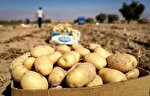 برداشت بیش از ۲۴۶ هزار تن سیب‌زمینی در لرستان