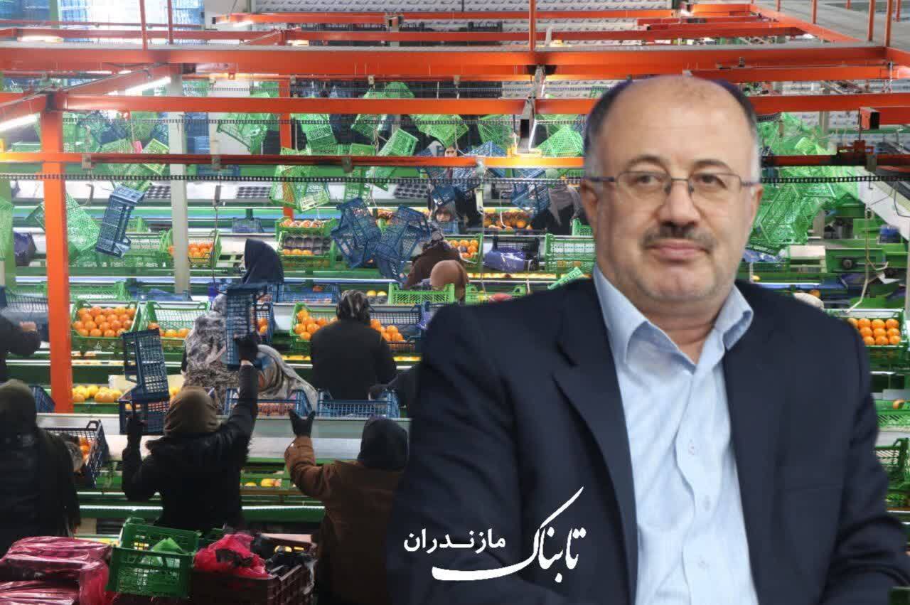 ۱۴۴۹ محموله کیوی، نارنگی و پرتقال از مازندران صادر شد ۱۴۴۹ محموله کیوی، نارنگی و پرتقال از مازندران صادر شد