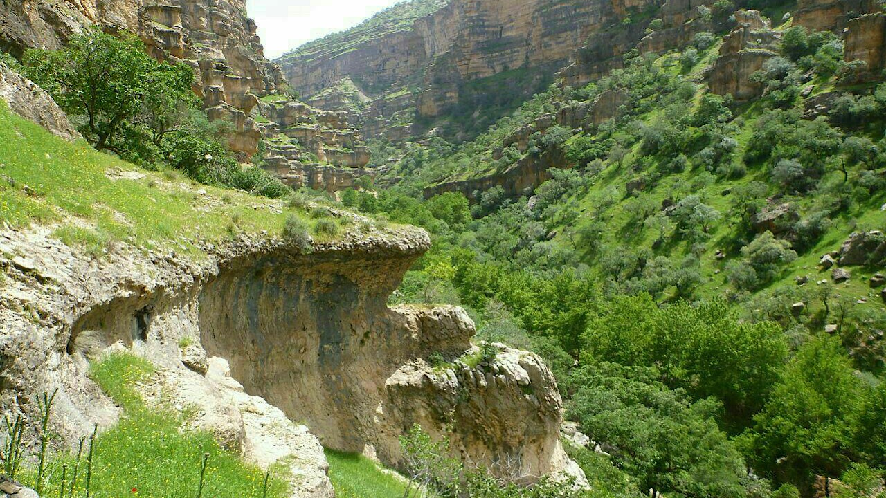 وظیفه محیط زیست حفظ جنگل است، نه آزمون و خطای مدیران غیر بومی بر تن بلوطهای ایلام/آیا در ایلام قحط الرجال است؟ وظیفه محیط زیست حفظ جنگل است، نه آزمون و خطای مدیران غیر بومی بر تن بلوطهای ایلام/آیا در ایلام قحط الرجال است؟
