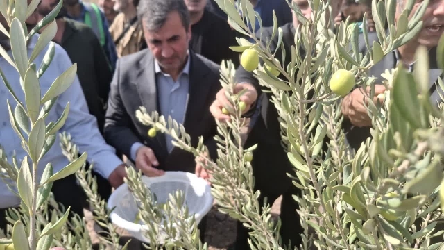 احیای اراضی متروکه با رویکرد زیستمحیطی و اقتصادی با برداشت زیتون در قیامدشت احیای اراضی متروکه با رویکرد زیستمحیطی و اقتصادی با برداشت زیتون در قیامدشت