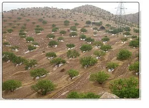 کم آبی به بیش از 20 هزار هکتار از مزارع بهبهان خسارت زد